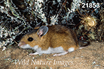 Peromyscus maniculatus